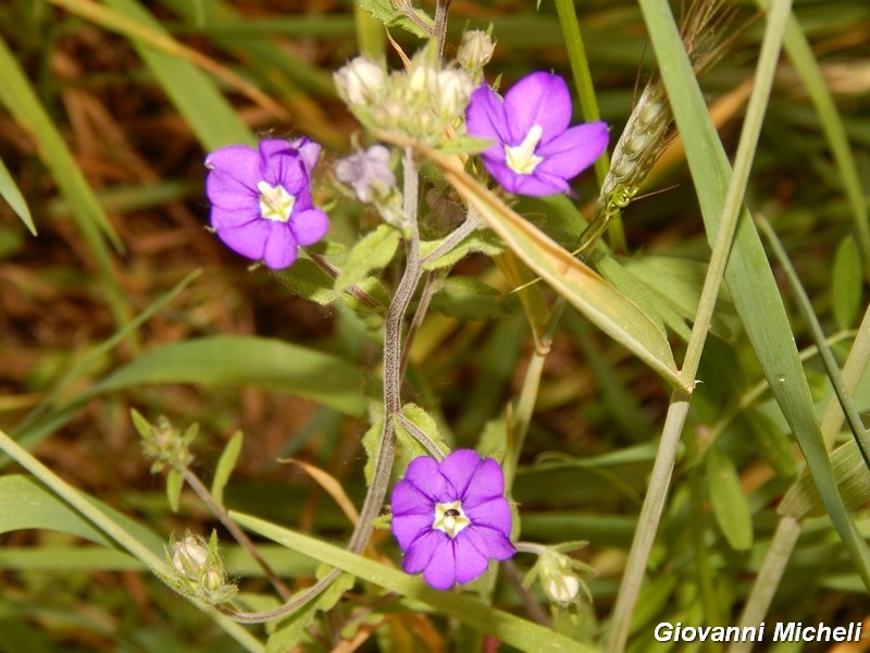 Legousia speculum-veneris